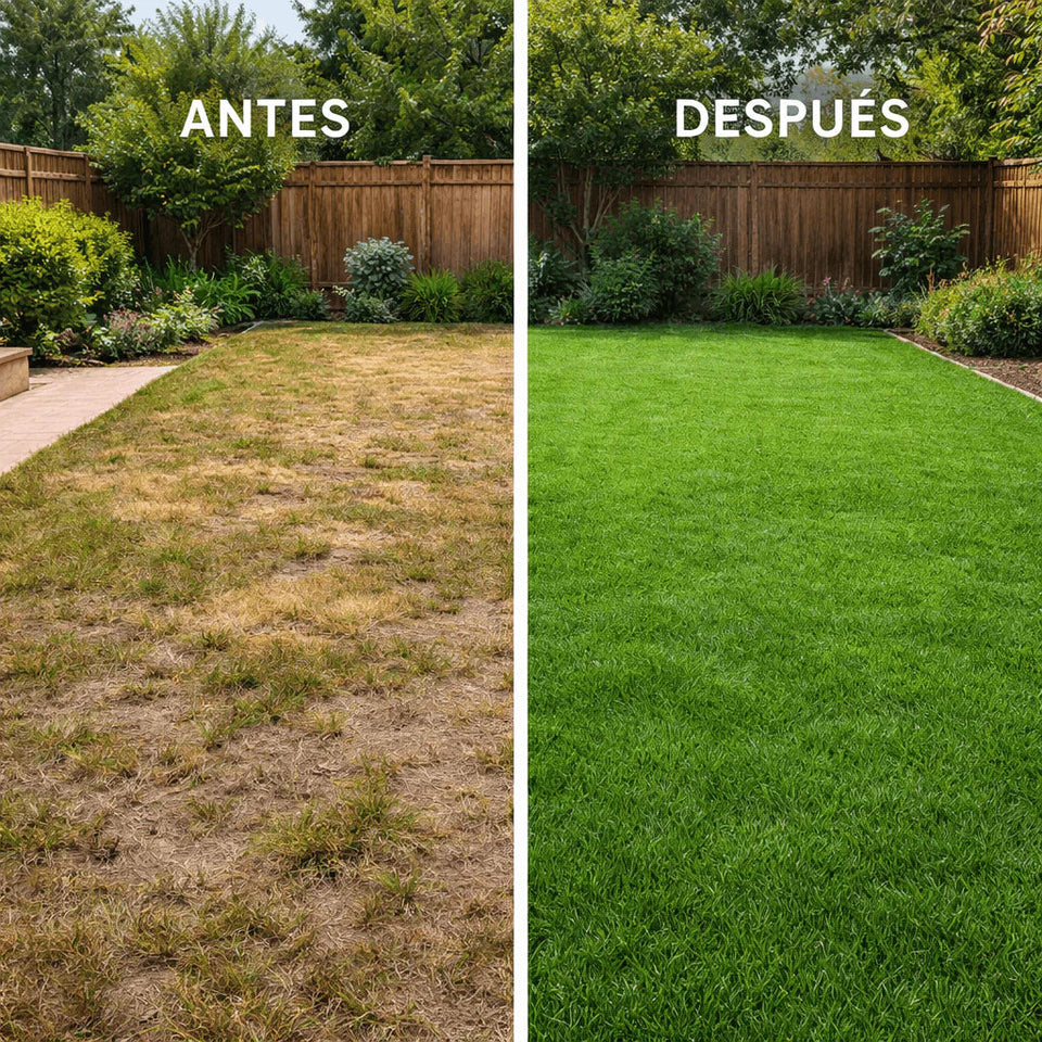 🌱 Semillas de césped enano perenne🌱 ultimas unidades🔥| Crea tu césped perfecto aquí 🌼 1