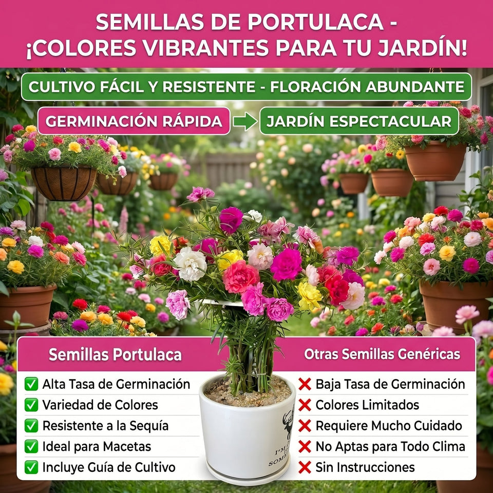 Semillas PREMIUM de Portulaca 1