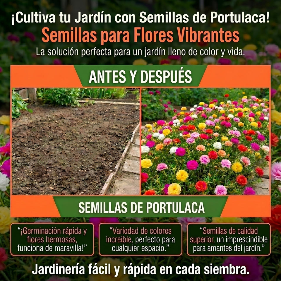 Semillas PREMIUM de Portulaca 2