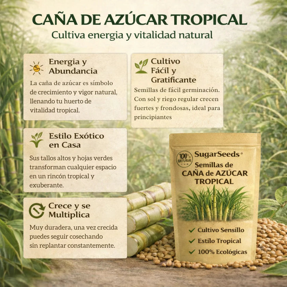 SugarSeeds: Semillas de Caña de Azúcar Tropical 1