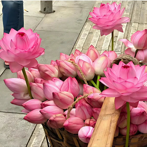 20 Semillas de Loto premium Lotus Seeds®-Todo florece cuando tu energía está en armonía… incluso tú 2