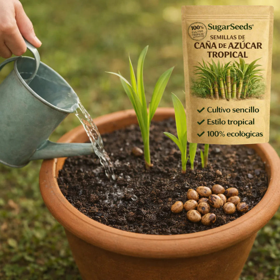 SugarSeeds: Semillas de Caña de Azúcar Tropical 2